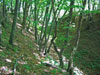 Liškův hrad - příkop na východní straně, pohled od severu