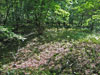 Liškův hrad - plocha na jižní straně akropole
